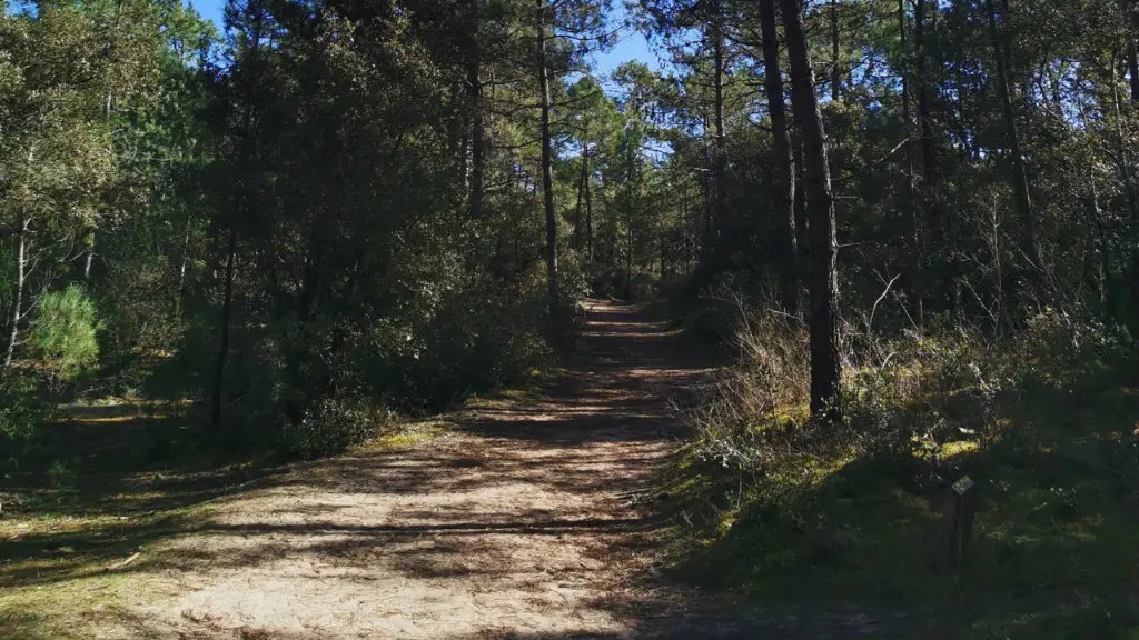 foret de saint jean de monts